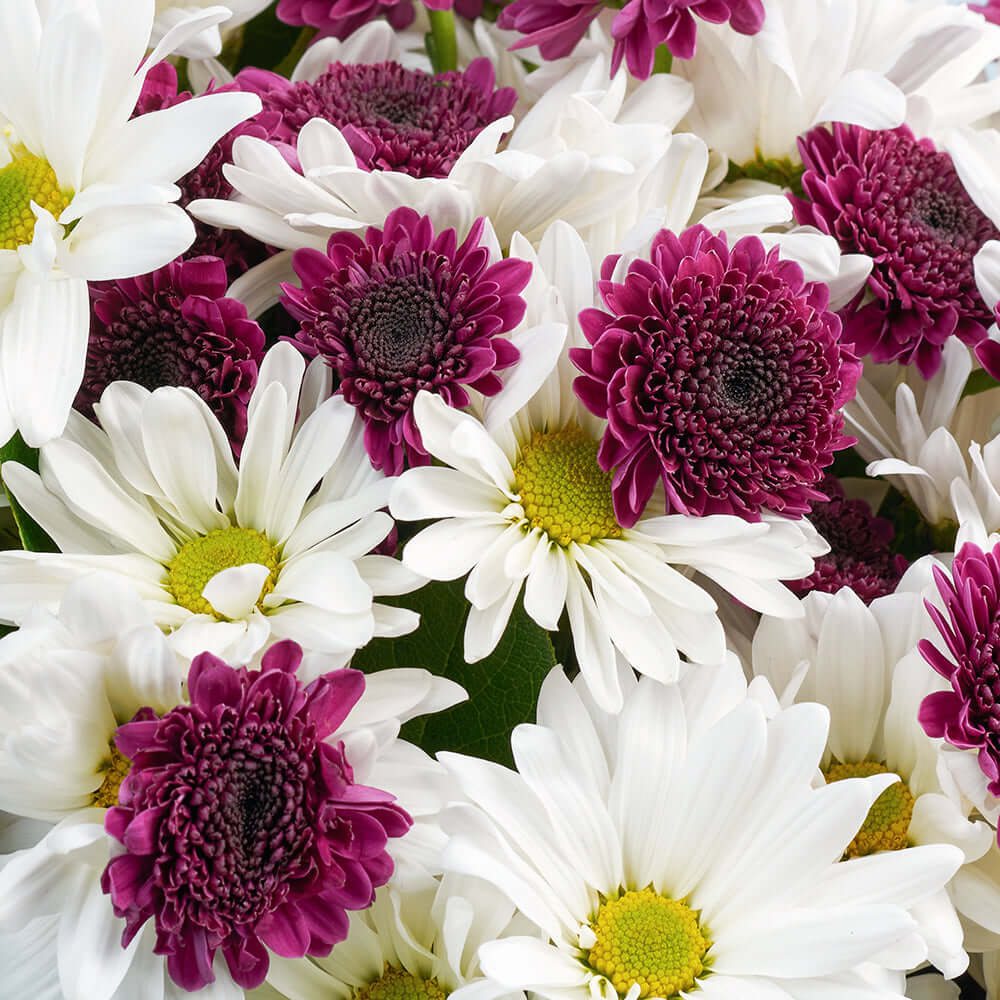 White and purple daisy floral bouquet. Canada Delivery