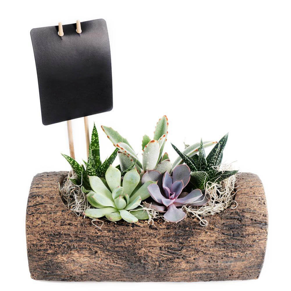 Natural Log Succulent Arrangement - Succulent Gift - Canada Delivery