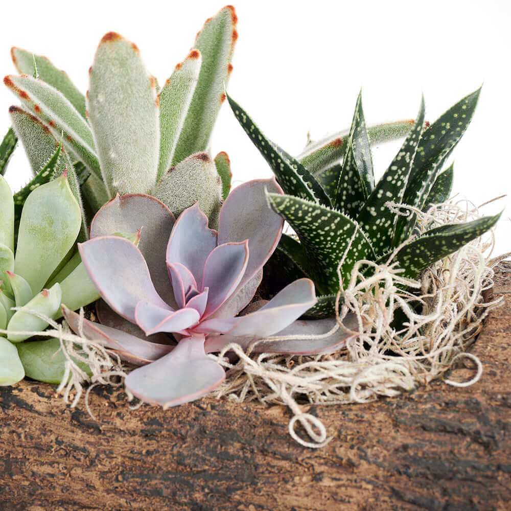 Natural Log Succulent Arrangement - Succulent Gift - Canada Delivery