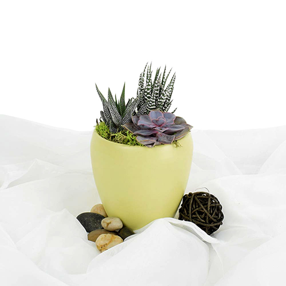 Potted Succulent Arrangement - Succulent Plant Gift - Canada Delivery