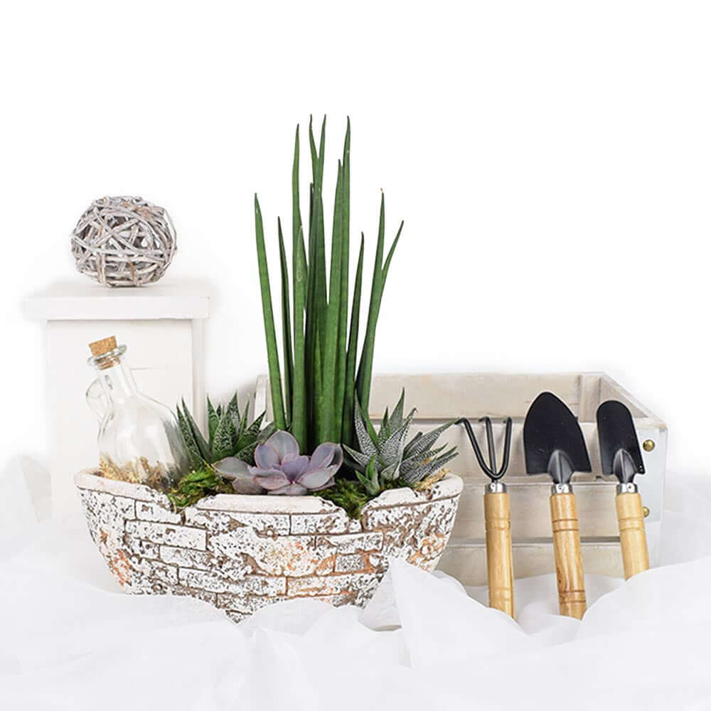 Potted Succulent Garden, floral gift baskets, gift baskets, succulent gift baskets