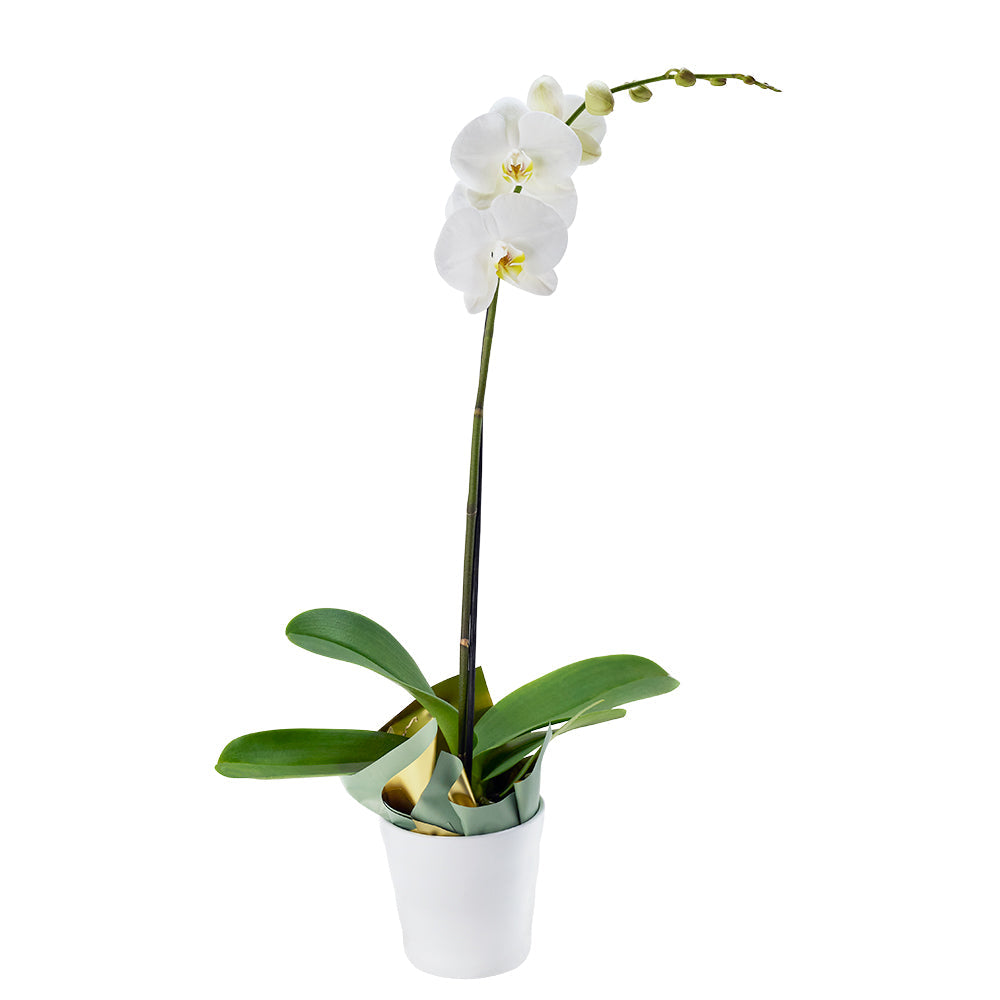 Pure & Simple Exotic Orchid Plant - Orchid Gift - USA Delivery
