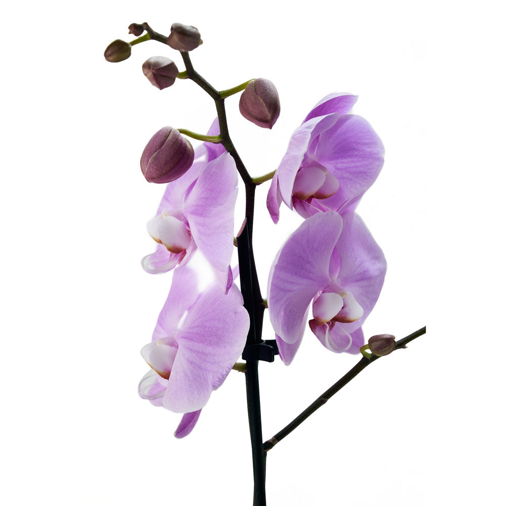 Floral Treasures Flowers Chocolate Gift - Orchid Gift Set - Canada Delivery