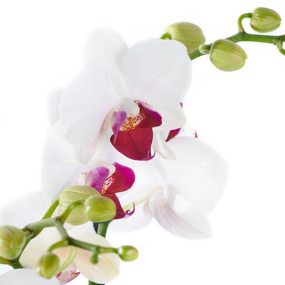 Lavish Exotic Orchid Plant - Orchid Plant Gift - Canada Delivery