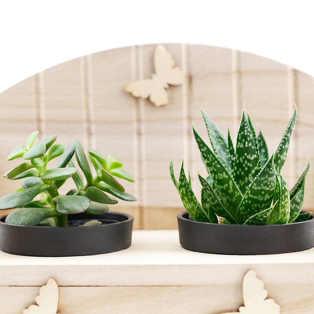 Succulent Greenhouse planter bench arrangement with a potted succulent. Canada Delivery