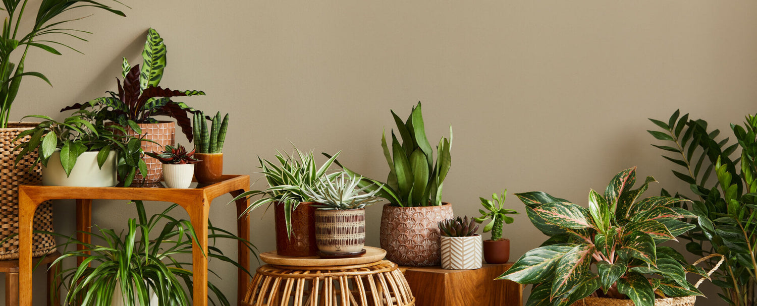 Potted Plant Gift Baskets Delivered to Canada