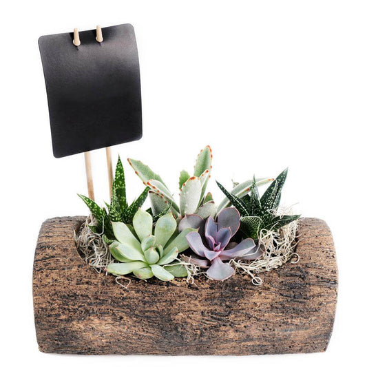 Natural Log Succulent Arrangement - Succulent Gift - Canada Delivery