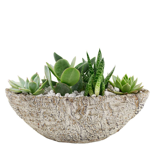Same Day Flower Delivery - Flower Gifts - Plant Gifts - Cactus