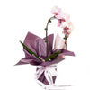 Orchid and Planter - Orchid Potted Plant Gift - Canada Delivery