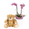 Potted Orchids and Bear - Flower and Plushie Gift Set - Canada Delivery