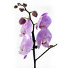 Floral Treasures Exotic Orchid Plant. Canada Delivery