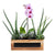 Succulent & Orchid Gift Arrangement